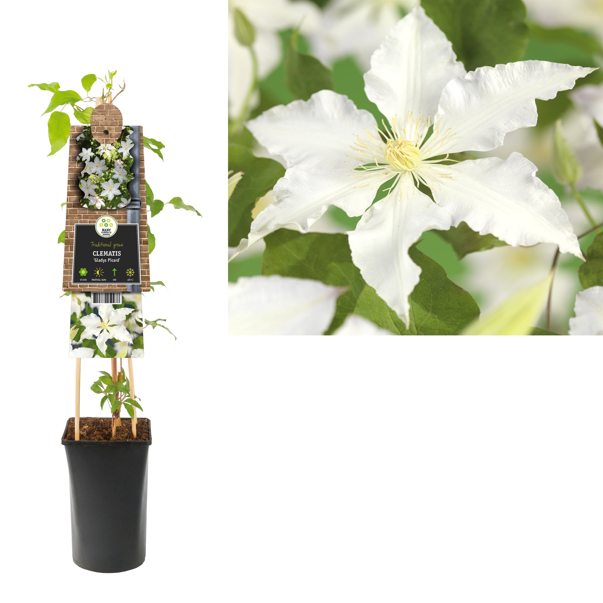 Clematis Gladys Picard 75cm 17cm Pot