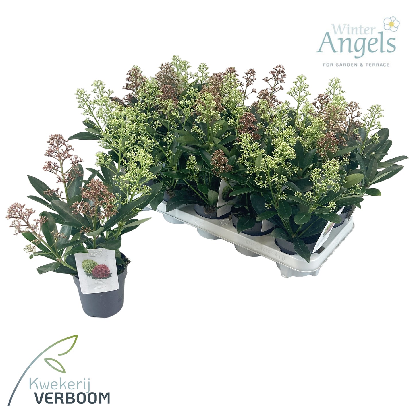 Skimmia japonica 25cm 10cm Pot