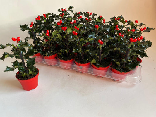 Ilex meserveae Blue Angel 10cm 6cm Pot