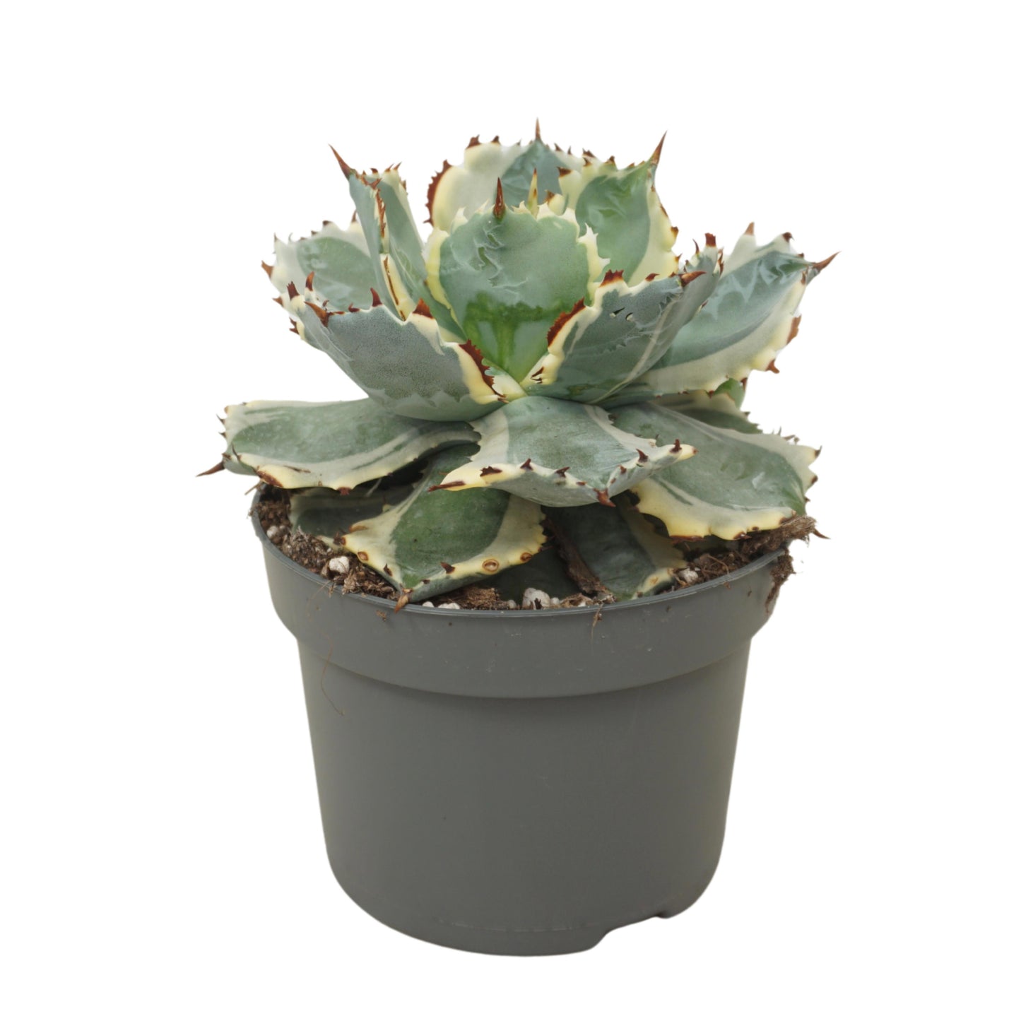 Ubink BV, hkw. Agave potatorum Pack of 4