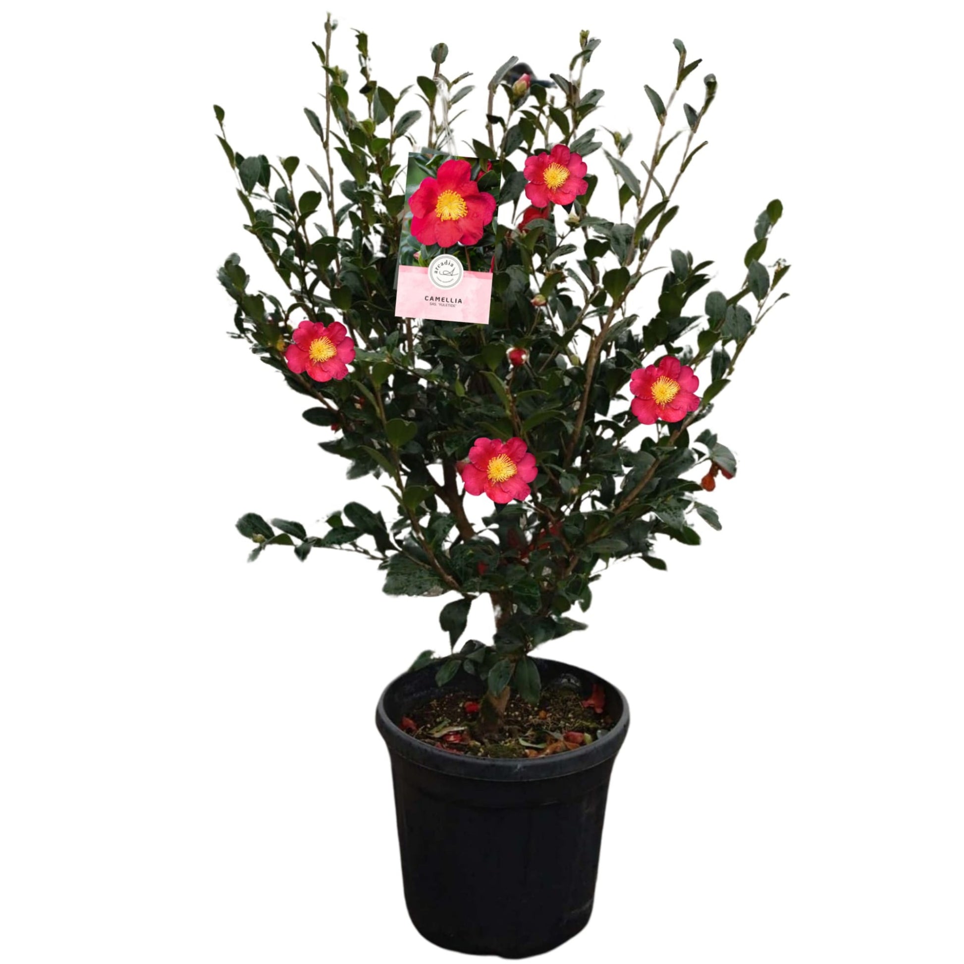 Camellia Yuletide 75cm 24cm Pot