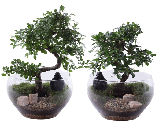 Bonsai mix 40cm 25cm Pot