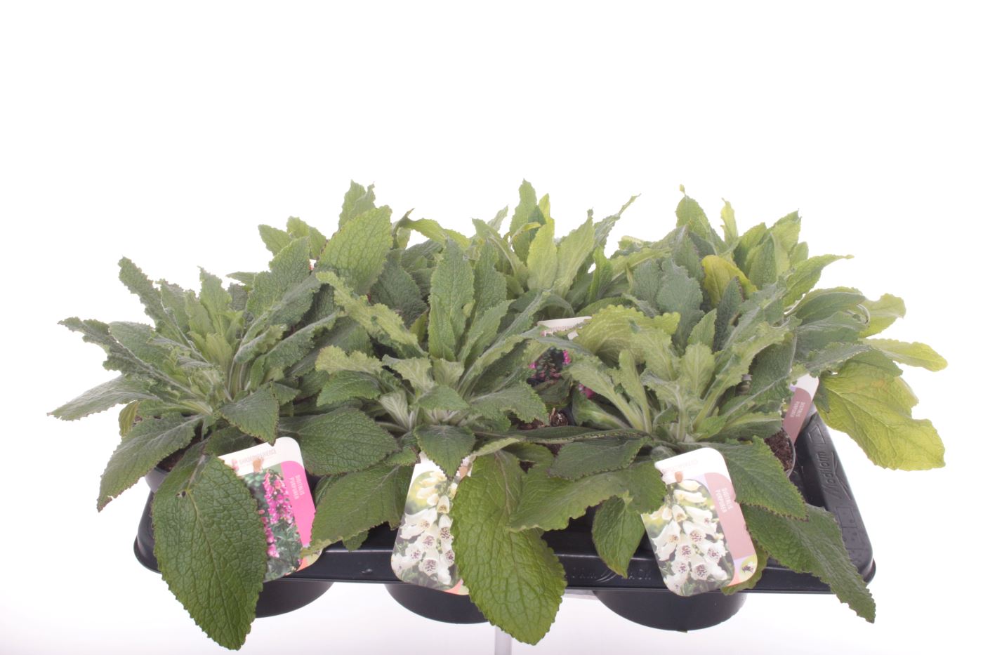 Digitalis purpurea 25cm 17cm Pot