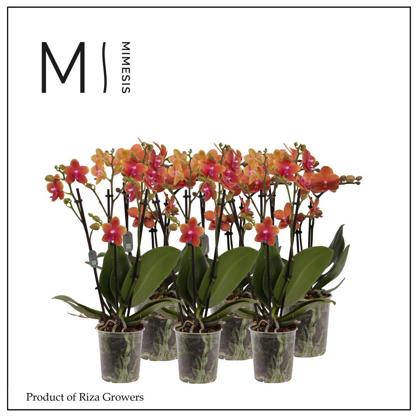 Phalaenopsis Orange 50cm 12cm Pot