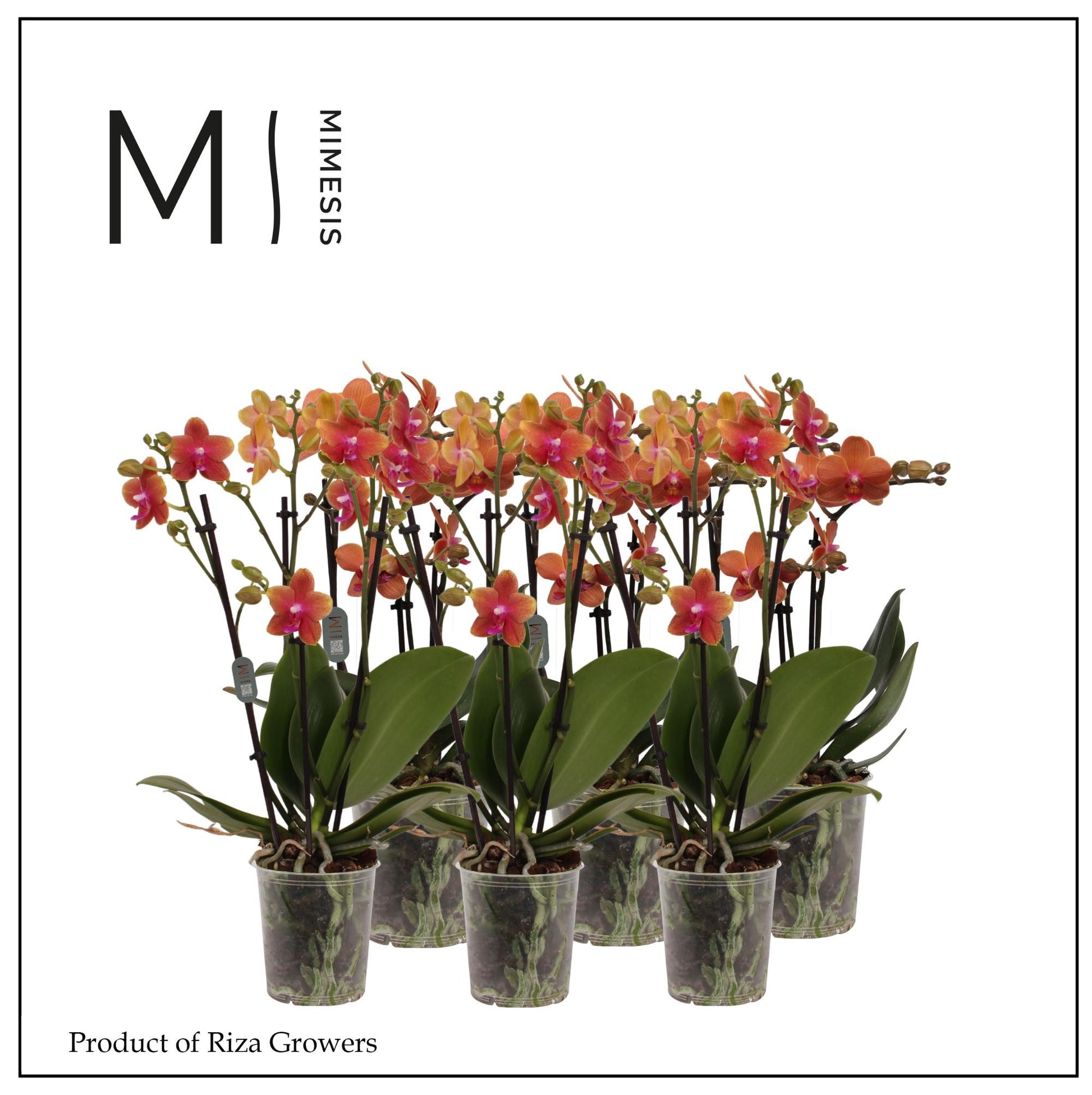 Phalaenopsis Orange 50cm 12cm Pot