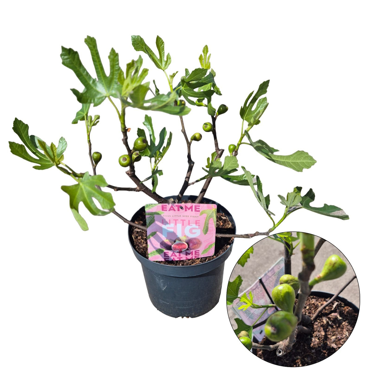 Ficus carica ("Fig")  Little Miss Figgy 50cm 26cm Pot