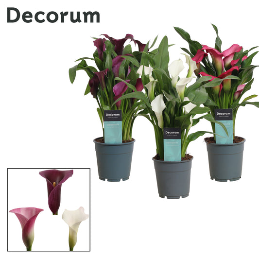 Zantedeschia mix 35cm 12cm Pot