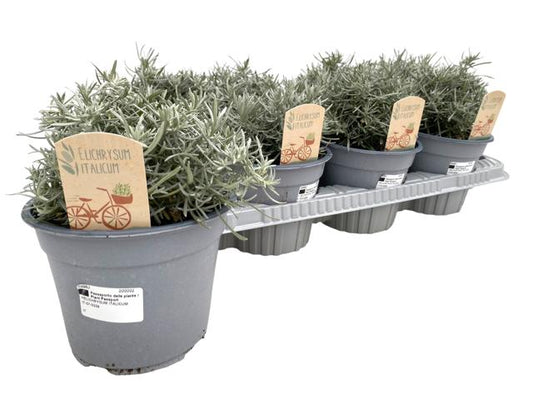 Helichrysum italicum 25cm 14cm Pot
