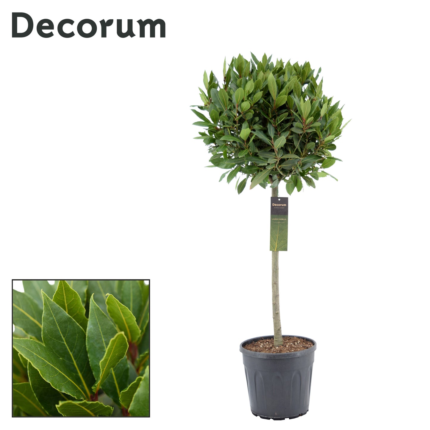Laurus nobilis 100cm 25cm Pot