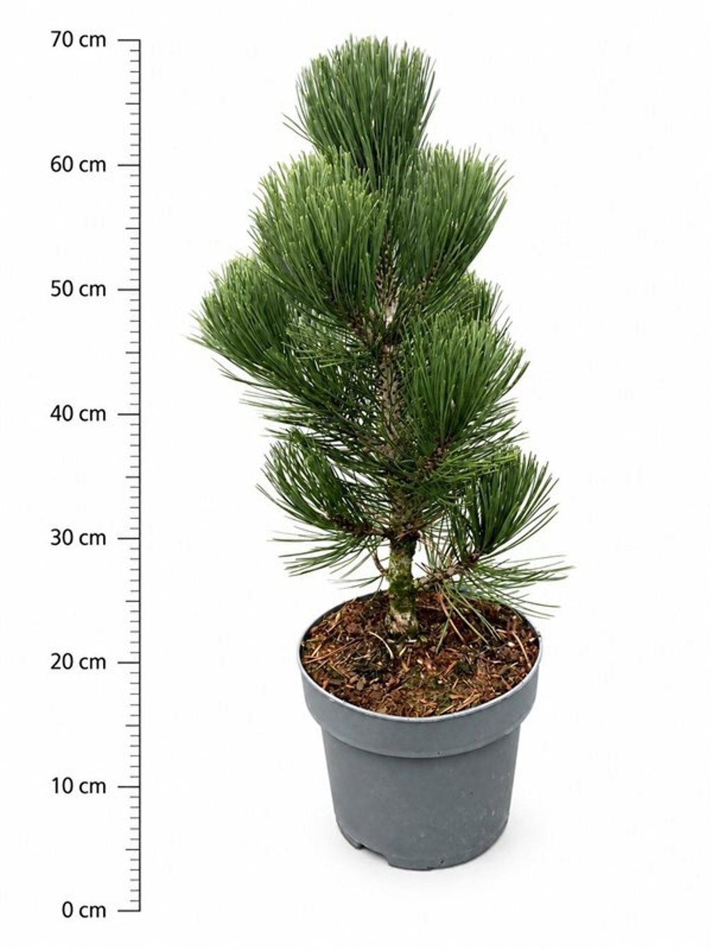 Pinus hybrid 60cm 23cm Pot