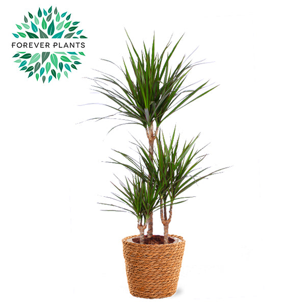 Dracaena marginata 95cm 21cm Pot