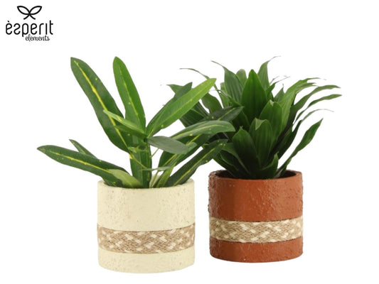 Foliage houseplants mix 20cm 8.5cm Pot
