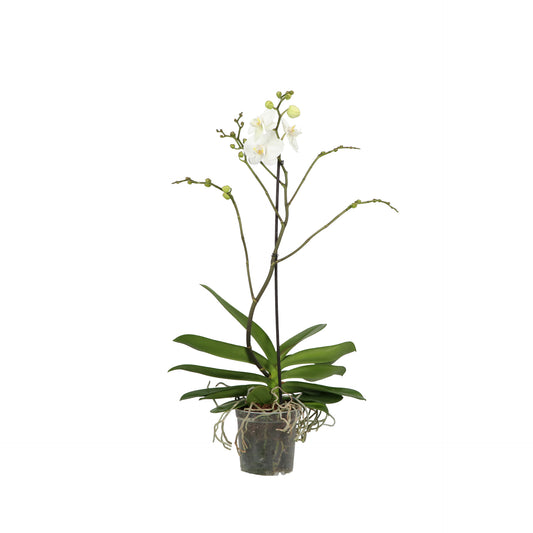 Phalaenopsis white 85cm 17cm Pot