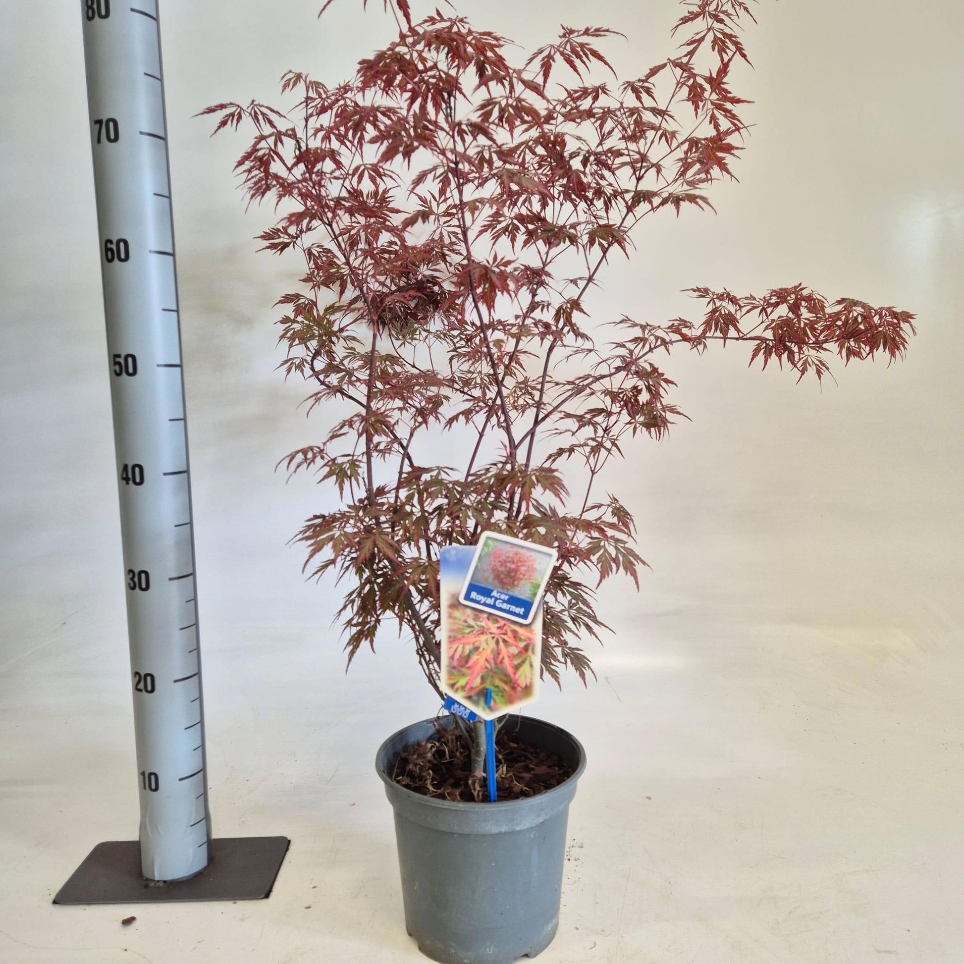Acer palm. Royal Garnet 50cm 19cm Pot