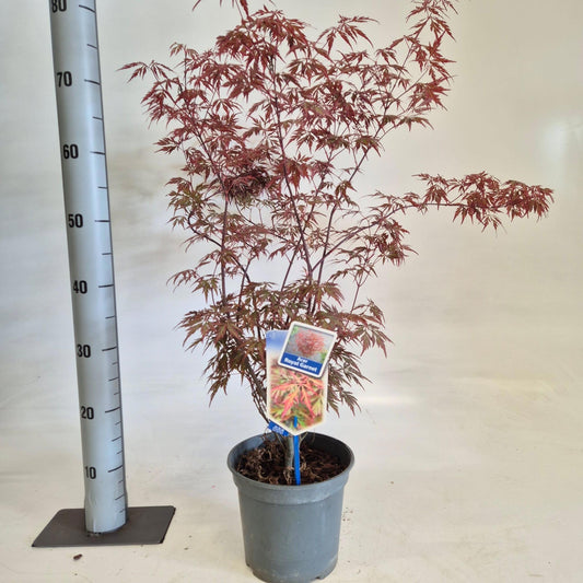 Acer palm. Royal Garnet 50cm 19cm Pot