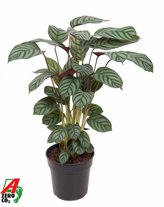 Calathea Hybrid 70cm 19cm Pot
