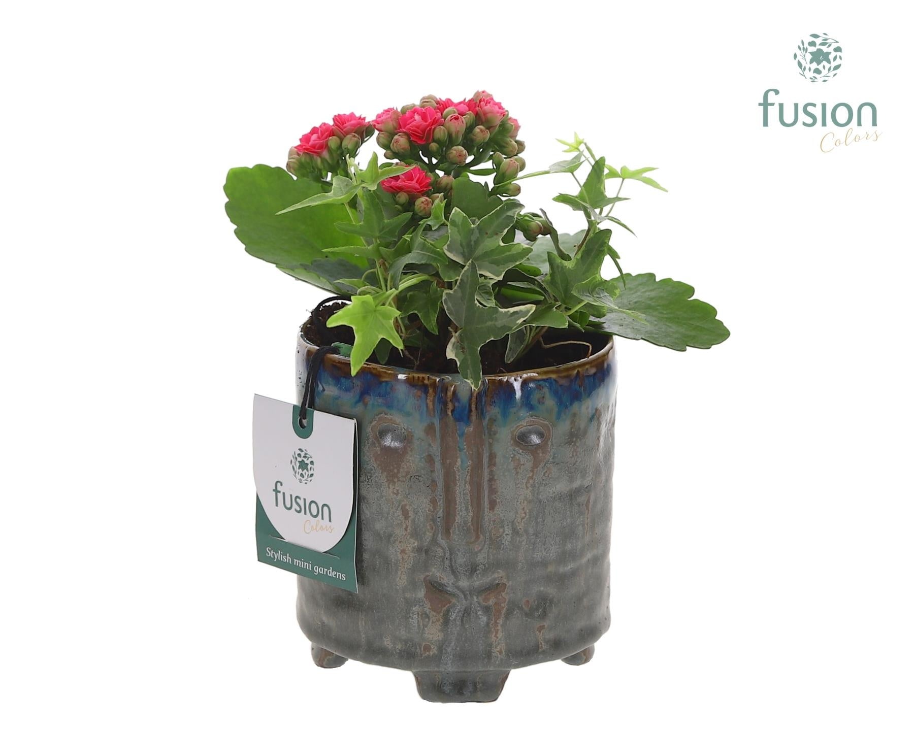Keramiek facepot op voet met Kalanchoe en Hedera 20cm 9cm Pot