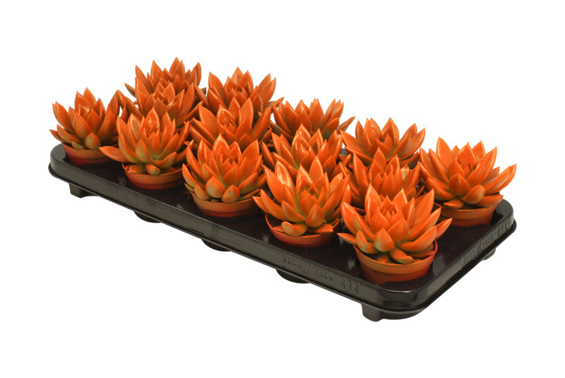 Echeveria colored orange 11cm 8.5cm Pot