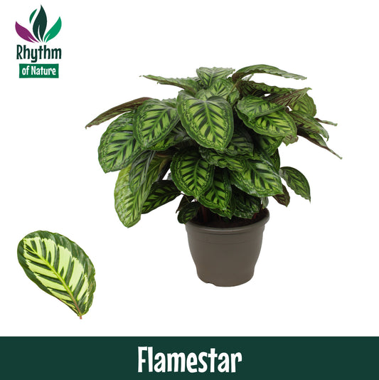 Calathea Flamestar 85cm 32cm Pot