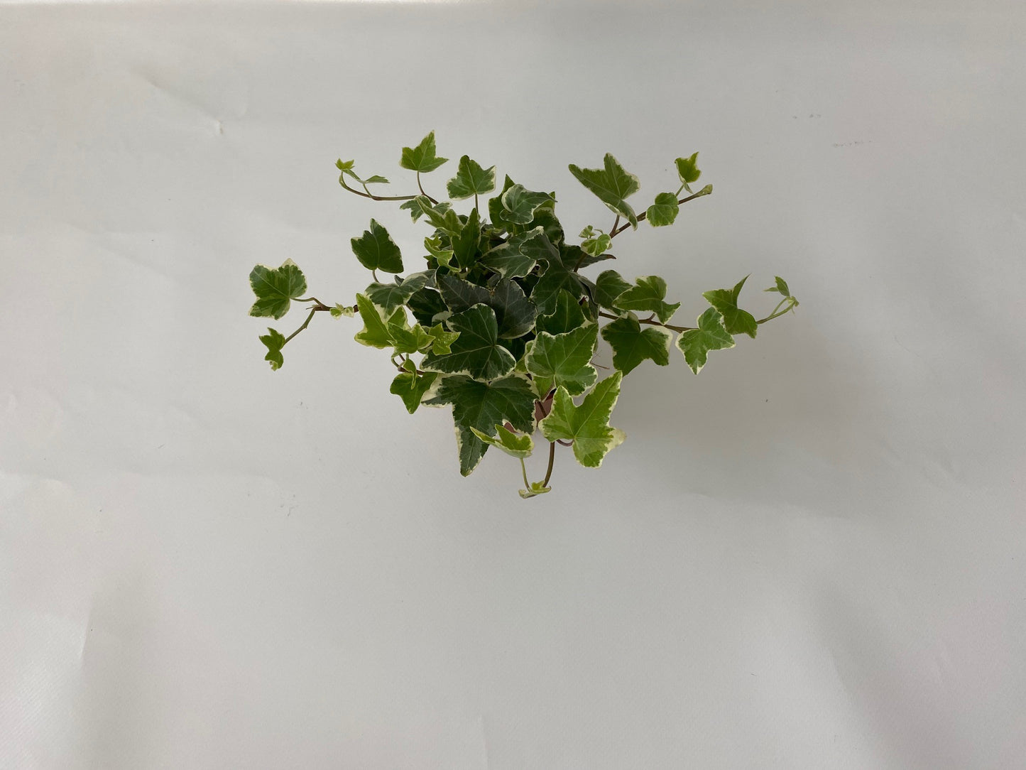 Hedera helix Eva 8.5cm Pot