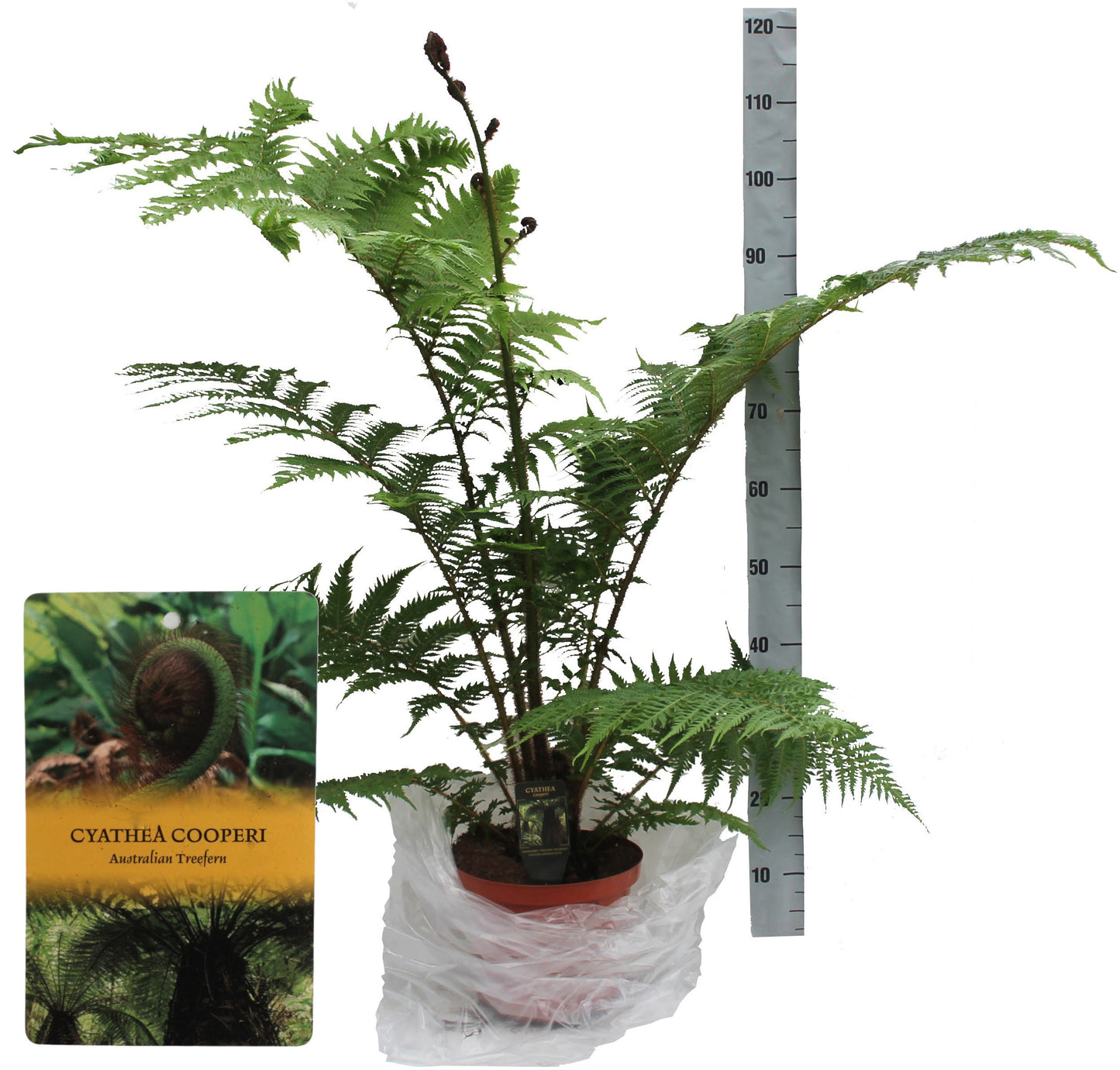 Cyathea Tomentosissi 90cm 24cm Pot