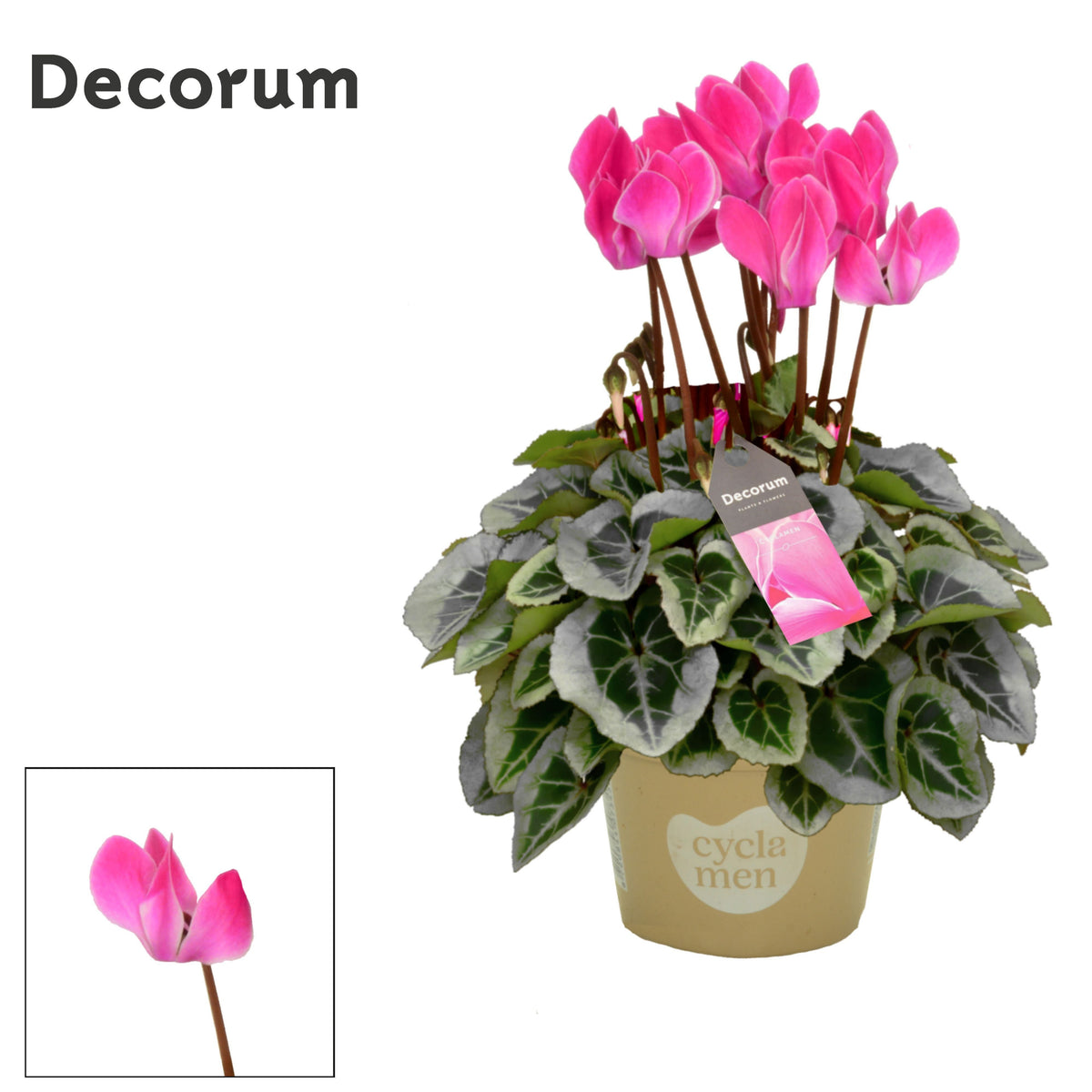 Cyclamen Picasso 25cm 10.5cm Pot
