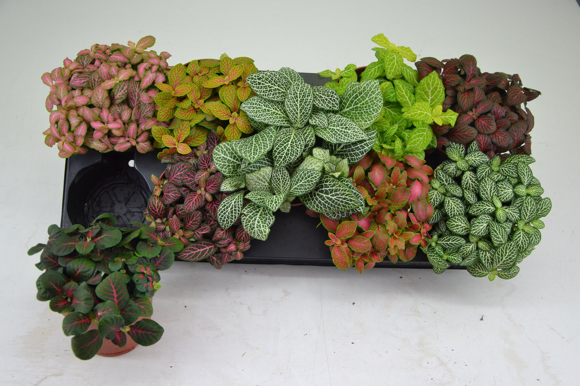 Schoenmakers Verkoop BV Fittonia mix Pack of 9