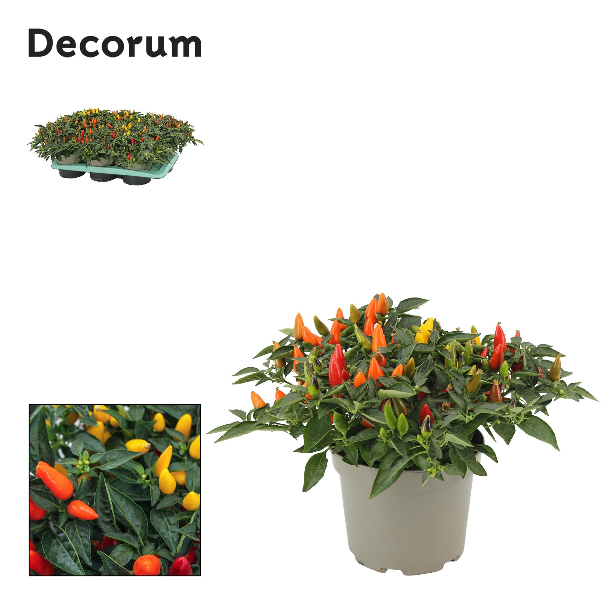 Capsicum ann. Torero mix 26cm 17cm Pot