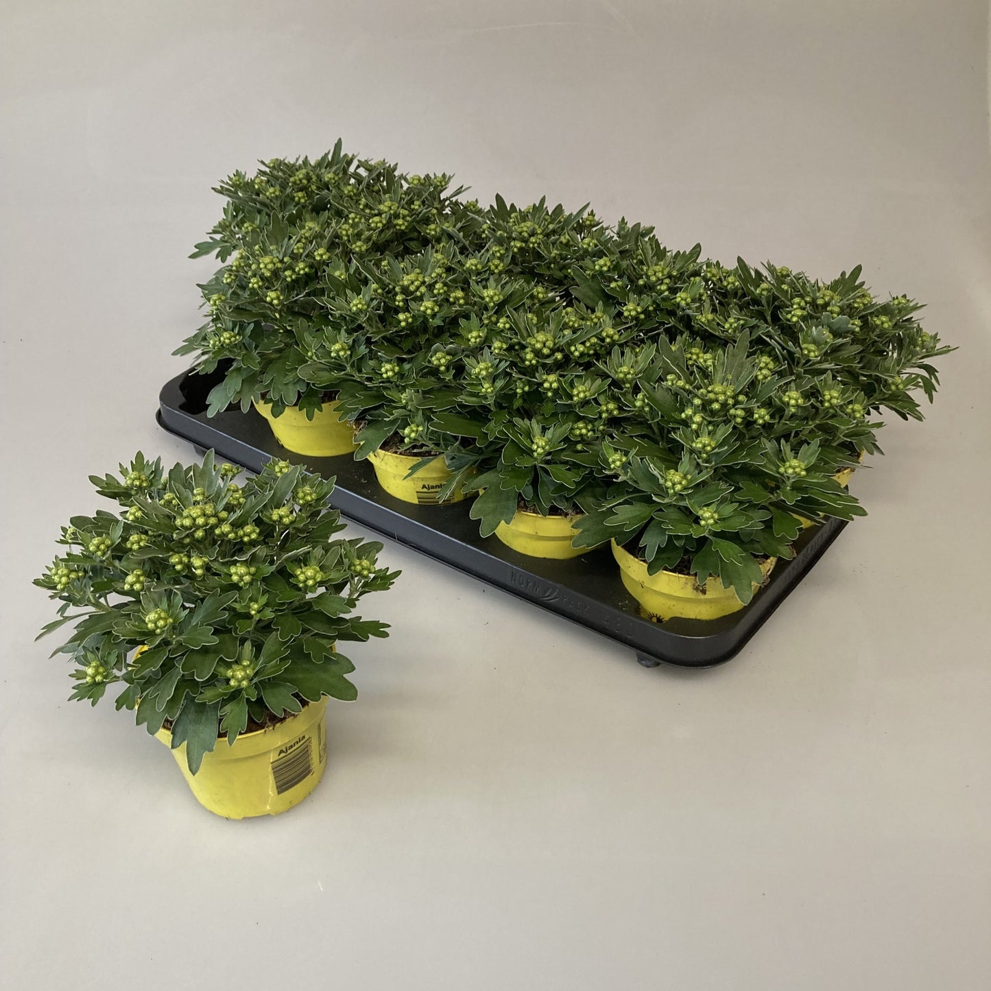 iPlants Wateringen Ajania Pacific Yellow Pack of 10
