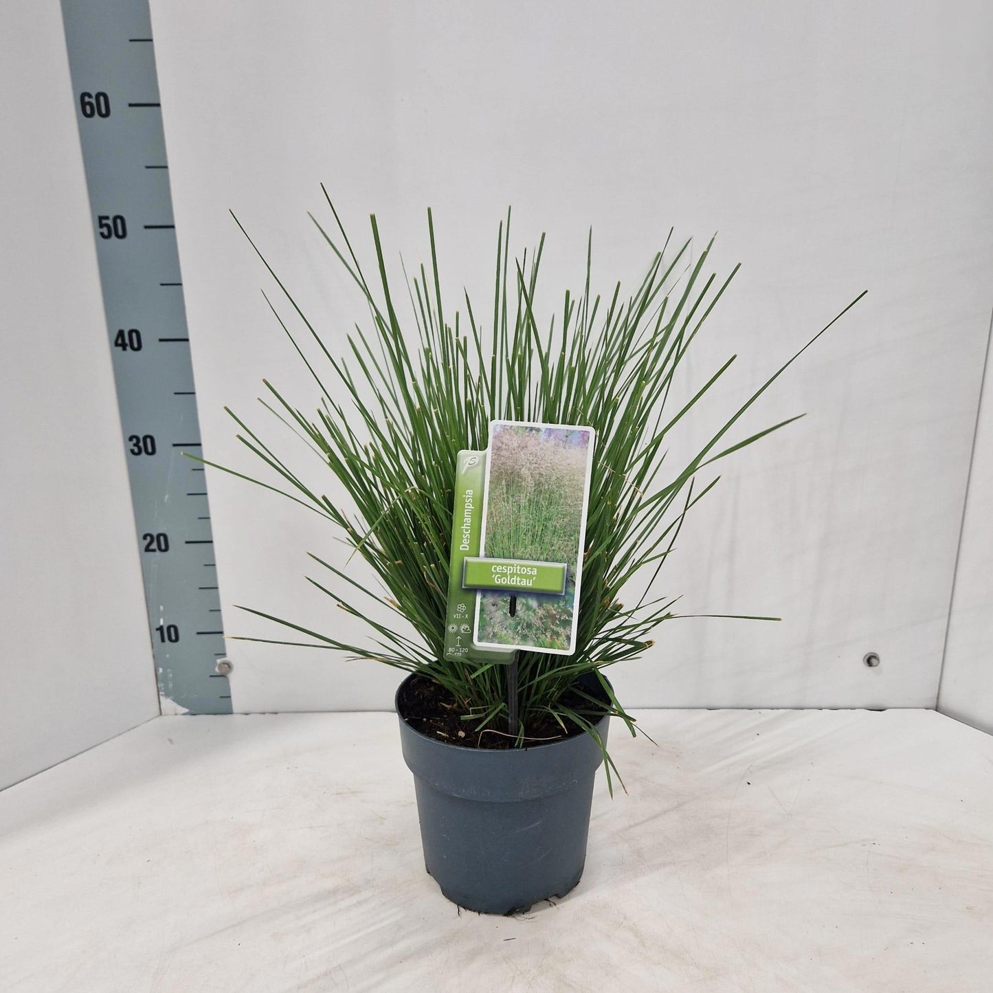 Deschampsia Goldtau 45cm 17cm Pot