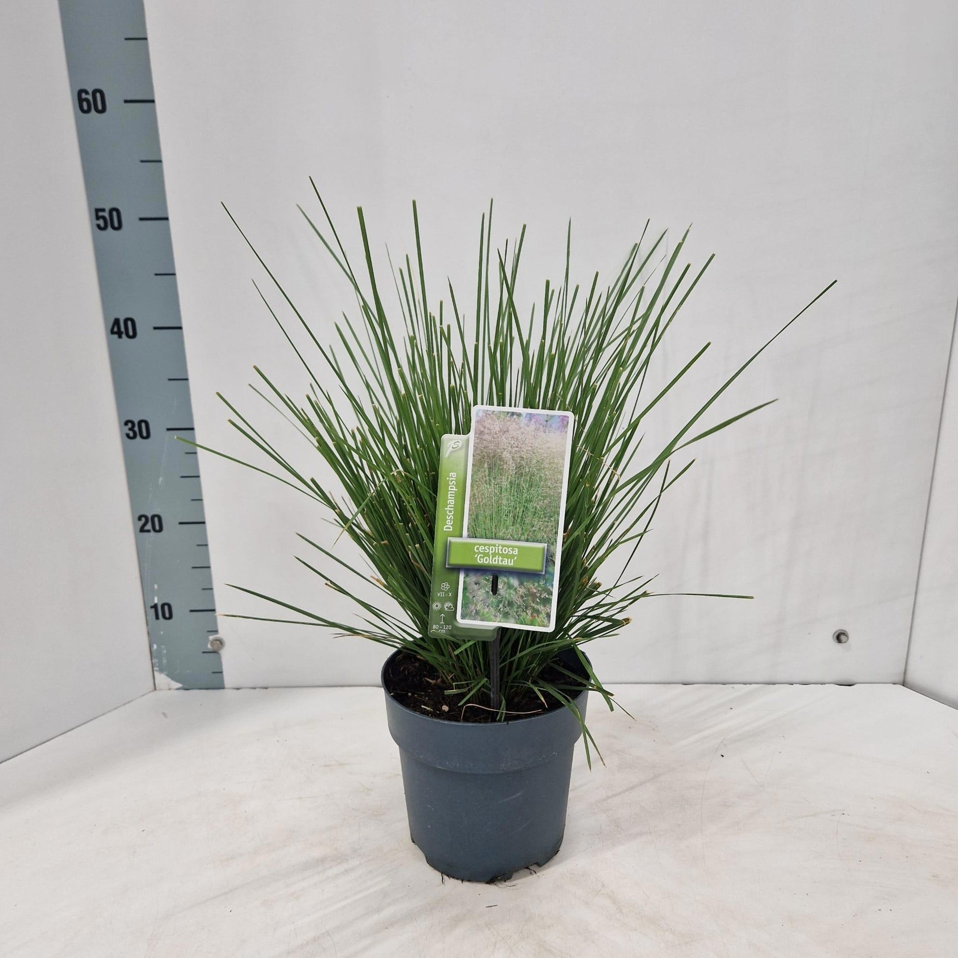 Deschampsia Goldtau 45cm 17cm Pot
