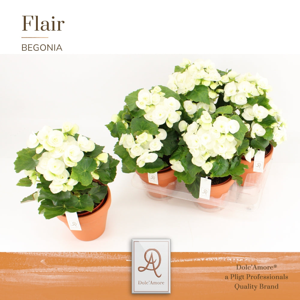 Pligt Professionals BV Begonia el. Clara Pack of 4