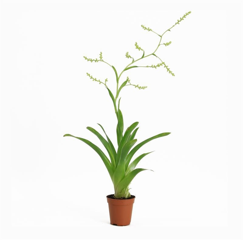 Aquarium plant mix 10cm 5cm Pot
