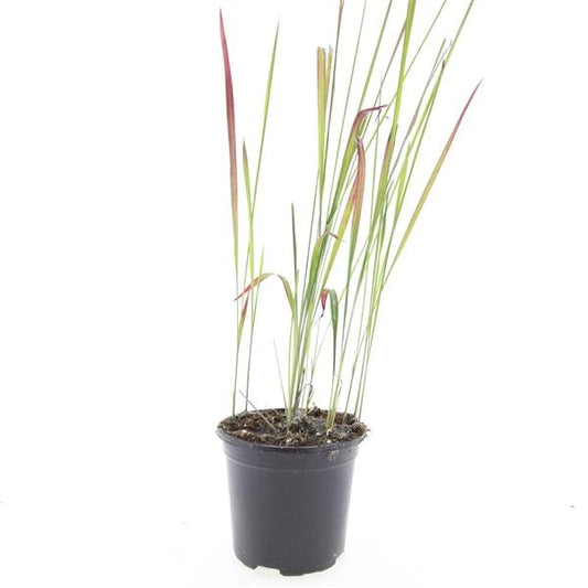 Imperata Red Baron 10cm 14cm Pot