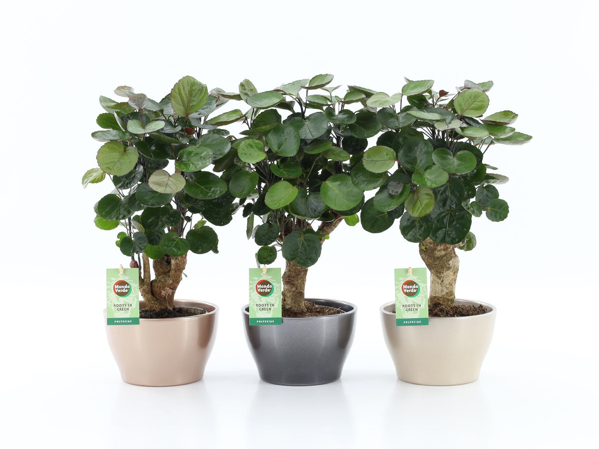 Polyscias Fabian 40cm 16cm Pot