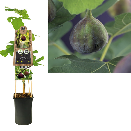 Ficus carica Rouge de Bordeaux 75cm 17cm Pot