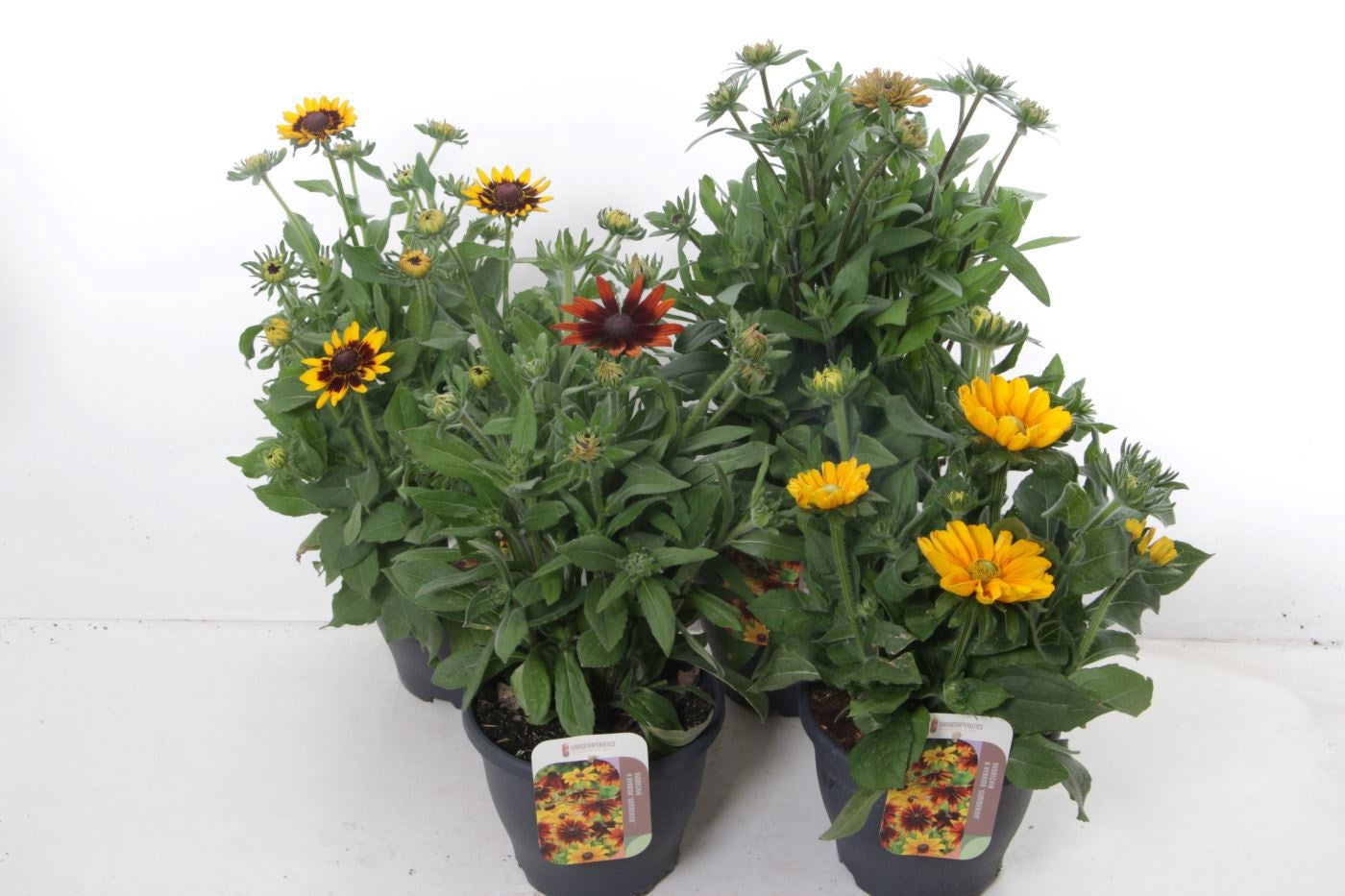 Rudbeckia 65cm 23cm Pot