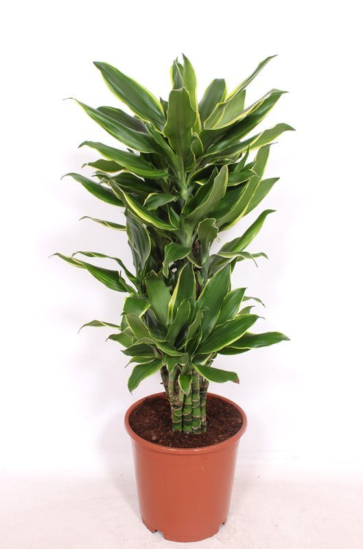 Dracaena fragrans Golden Coast 100cm 24cm Pot