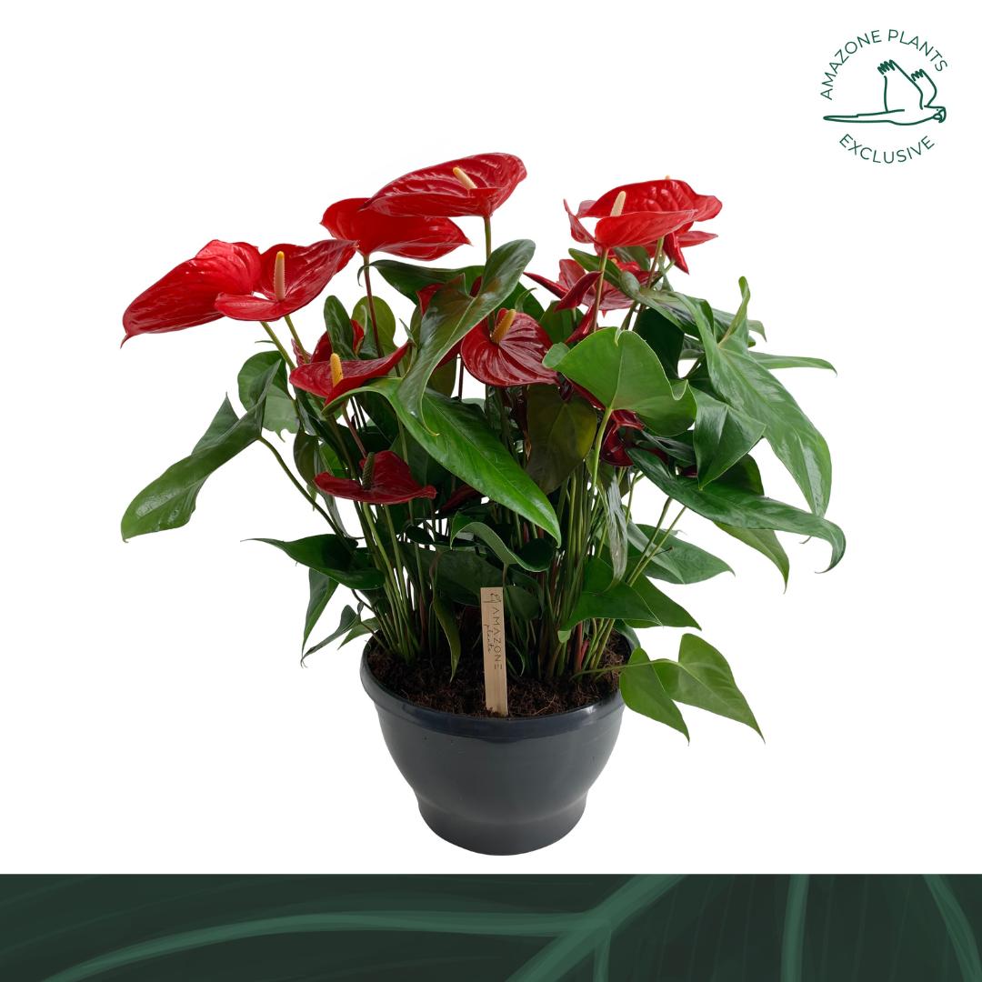 Amazoneplants BV Anthurium Nevada Pack of 1