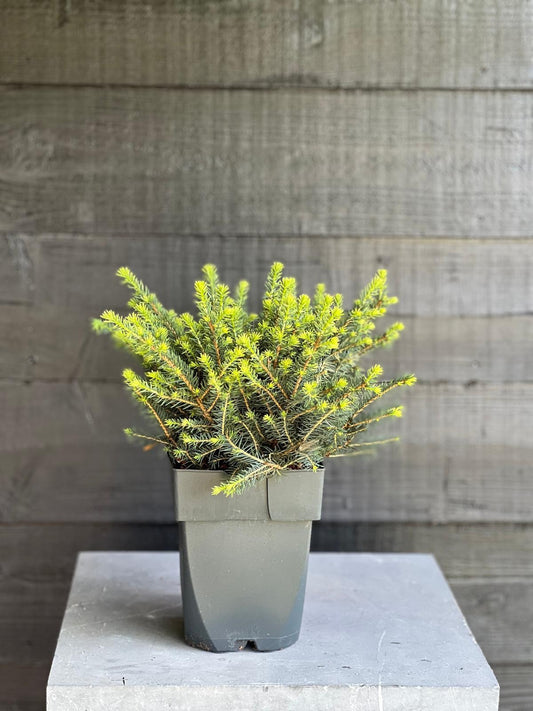 Picea omorika Karel 45cm 17cm Pot