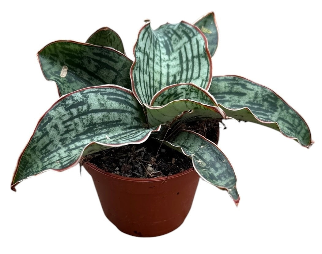 Sansevieria 5cm 6cm Pot