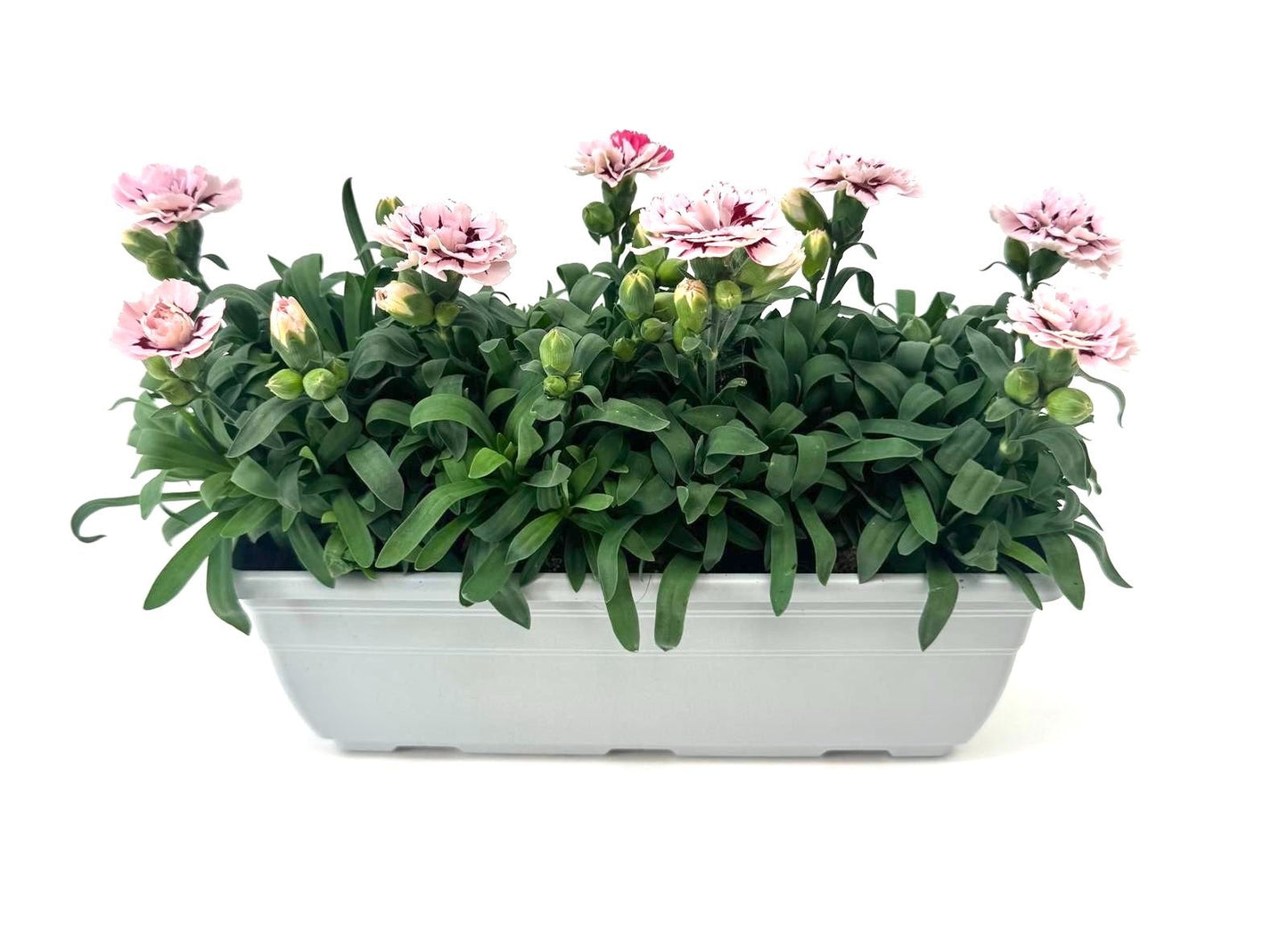 Dianthus Oscar Purple Star 24cm 27cm Pot