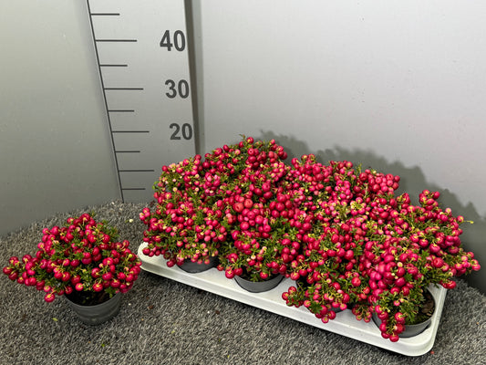Gaultheria mucr. red 20cm 10.5cm Pot