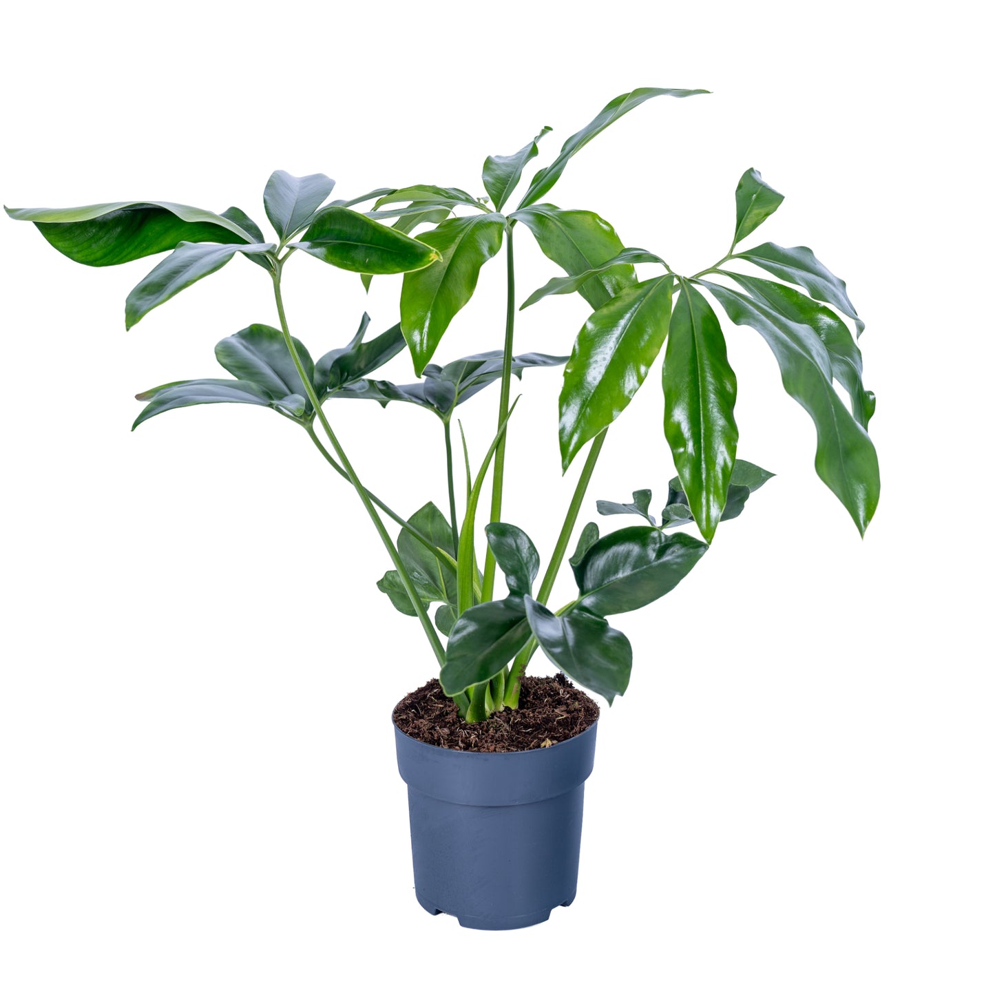 Philodendron Fun Bun 60cm 17cm Pot