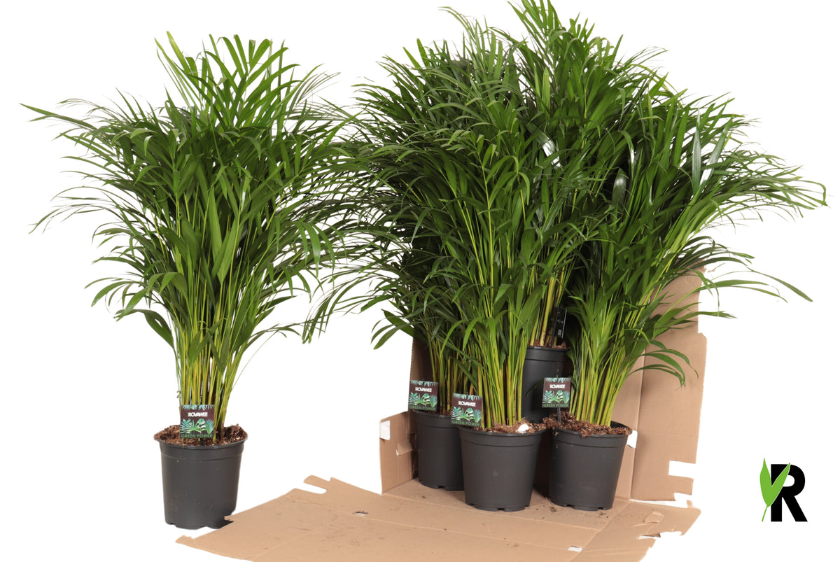 Dypsis lutescens 110cm 21cm Pot