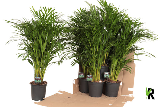 Dypsis lutescens 110cm 21cm Pot