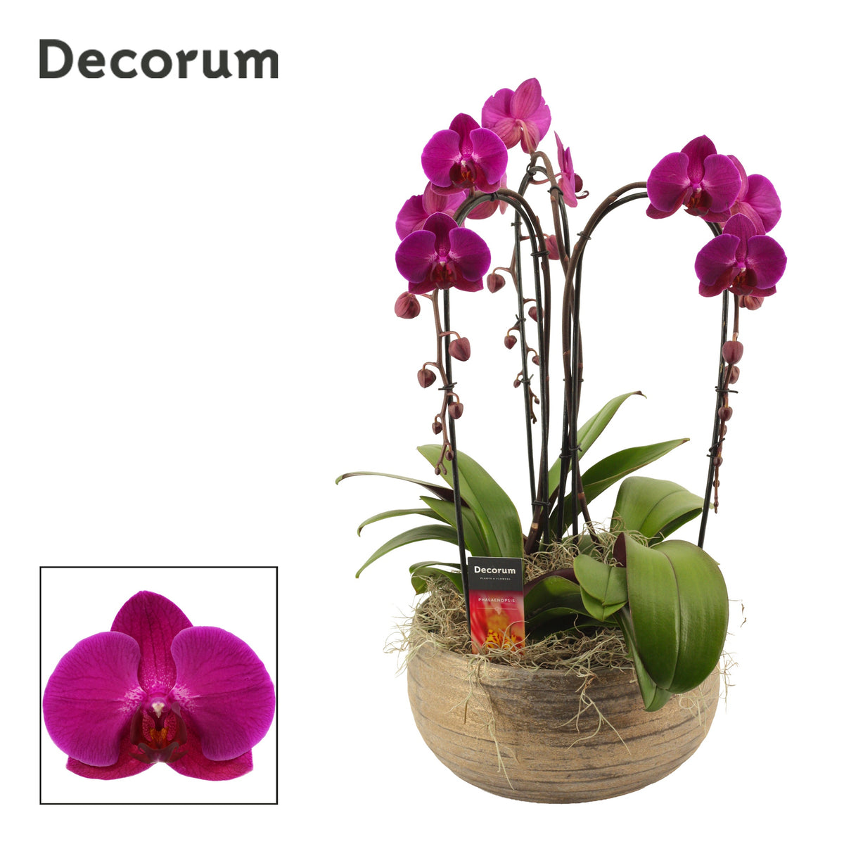 Phalaenopsis purple 55cm 27cm Pot
