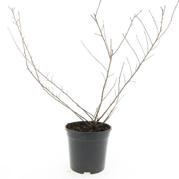 Escallonia Donard Seedling 25cm 14cm Pot