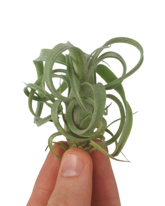 Tillandsia Curly Slim 6cm 6cm Pot