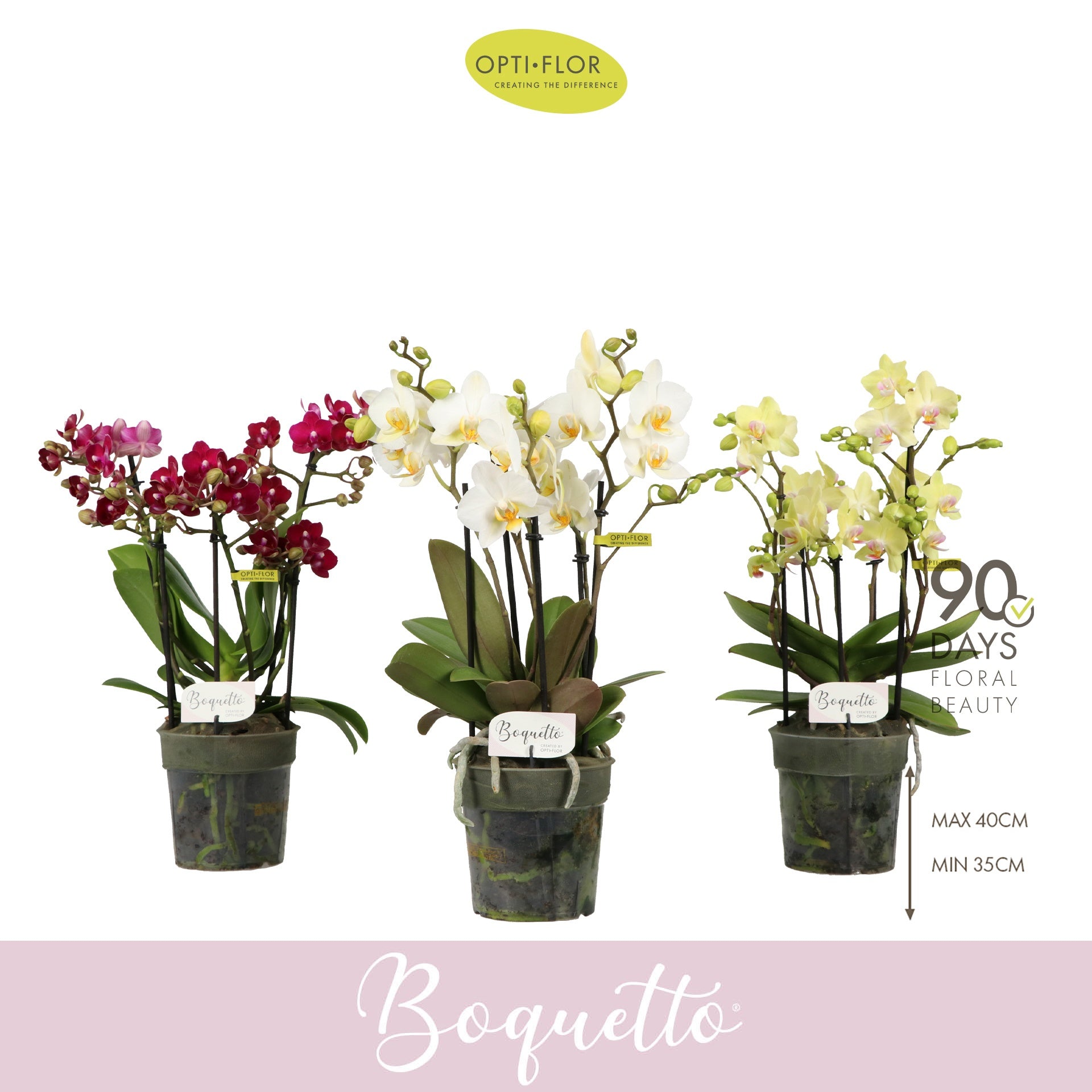 Phalaenopsis Boquetto mix 35cm 12cm Pot